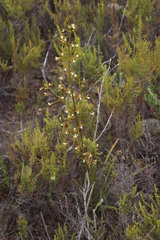 Eulophia tristis