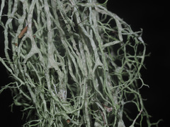 Evernia divaricata
