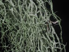 Evernia divaricata