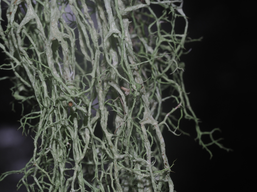 Mountain Oakmoss Lichen