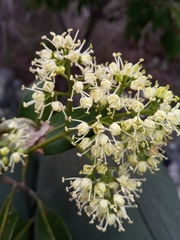 Melicope madagascariensis