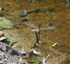 Anax aurantiacus