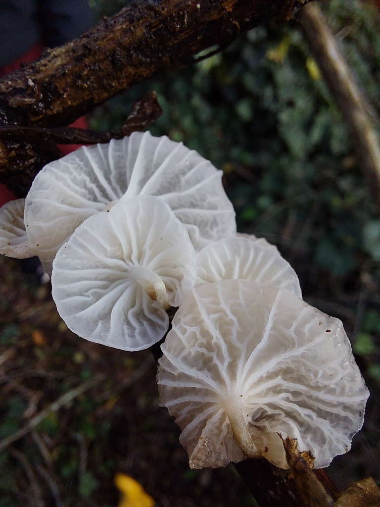 Marasmiellus candidus · November 2025 · photo: © ootheca (iNaturalist, cc0)