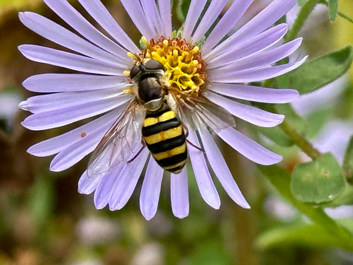 Unknown species found near Mitchell St, Hillsborough, NC, US