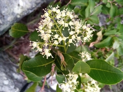 Melicope madagascariensis