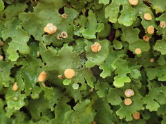 Sticta subcaperata