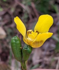 Trimezia martinicensis