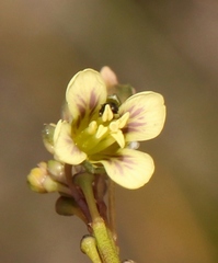 Heliophila elongata - Photo (c) Sandra Falanga, algunos derechos reservados (CC BY-NC), subido por Sandra Falanga