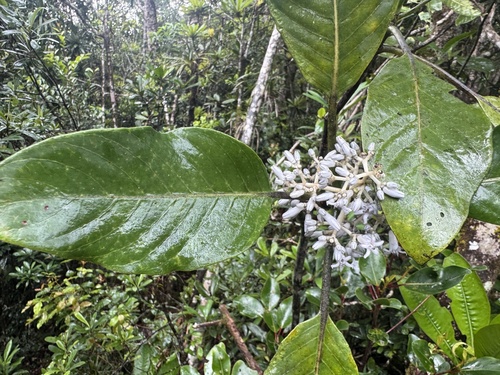Psychotria observed 2025-11-07