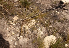 Lachnaea burchellii