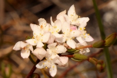 Lachnaea burchellii