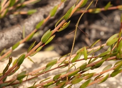 Lachnaea burchellii