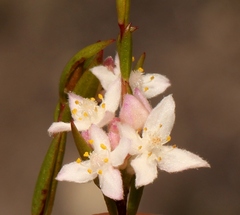 Lachnaea burchellii