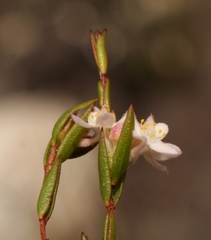 Lachnaea burchellii