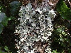 Parmotrema reparatum