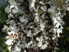 Parmotrema reparatum