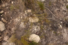 Lachnaea burchellii