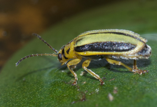 Elm Leaf Beetle