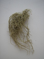Usnea pendulina