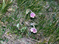 Pulsatilla campanella