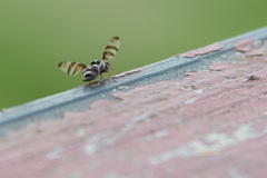 Myennis octopunctata