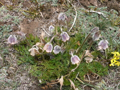 Pulsatilla campanella