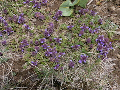 Dracocephalum paulsenii