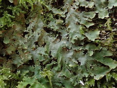 Lobaria asperula