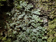 Lobaria asperula