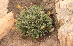 Machairophyllum albidum