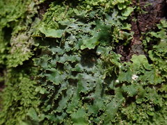 Lobaria asperula