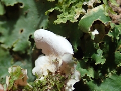 Lobaria asperula
