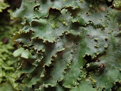 Lobaria asperula