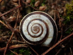 Xerolenta obvia
