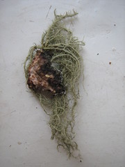 Usnea pendulina