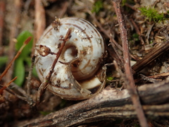 Xerolenta obvia