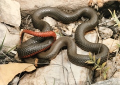 Diadophis punctatus regalis