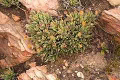 Machairophyllum albidum