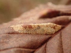 Phyllonorycter tenerella