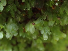 Hymenophyllum minimum