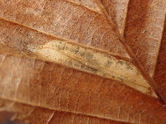Phyllonorycter tenerella