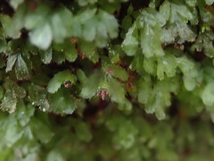 Hymenophyllum minimum