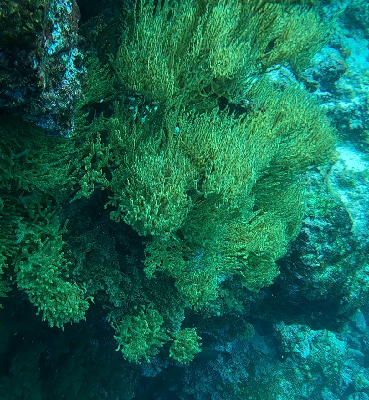 Antipathes galapagensis Deichmann, 1941