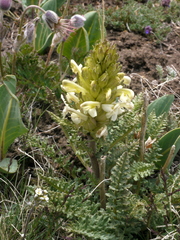 Pedicularis dolichorrhiza