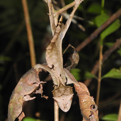 Uroplatus phantasticus