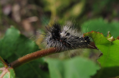 Acronicta rumicis