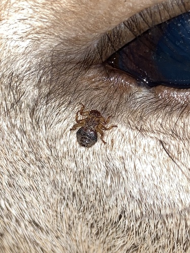 Unknown species found near Pennsylvania, US