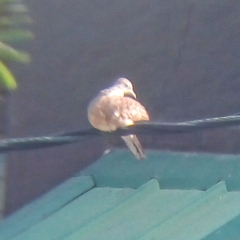Geopelia striata