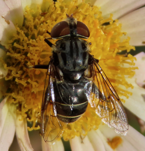 Unknown species found near 1500 Prince Edward St, Fredericksburg, VA 22401, USA