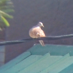 Geopelia striata